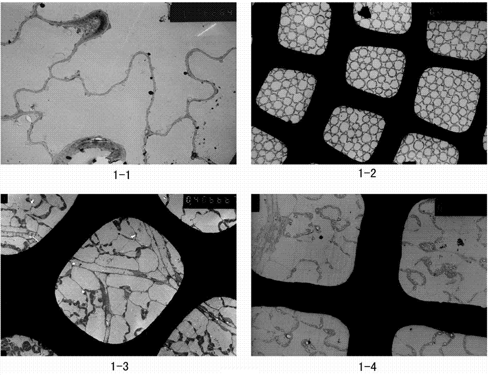 Method for observing in a plant blade microstructure in an oriented manner by treating blade