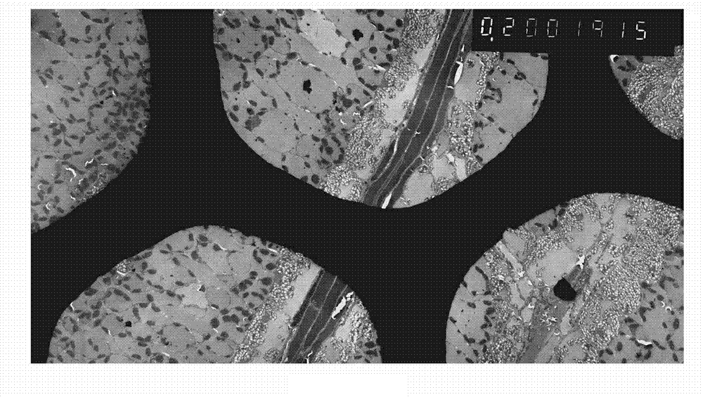 Method for observing in a plant blade microstructure in an oriented manner by treating blade