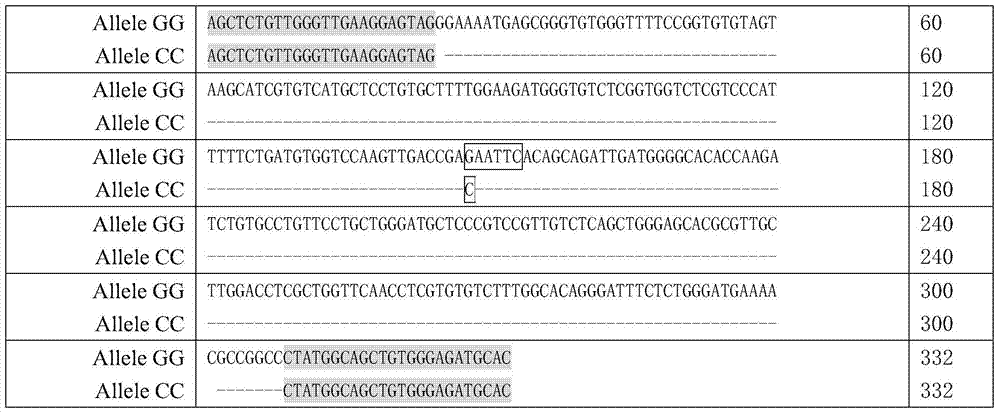 Single nucleotide polymorphism, detection method and application of chicken gene