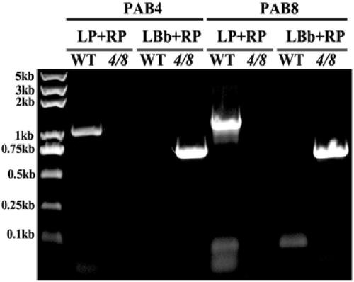 A method for increasing plant tolerance to NACL by downregulating Pab4 and Pab8