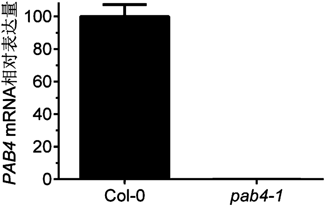 A method for increasing plant tolerance to NACL by downregulating Pab4 and Pab8