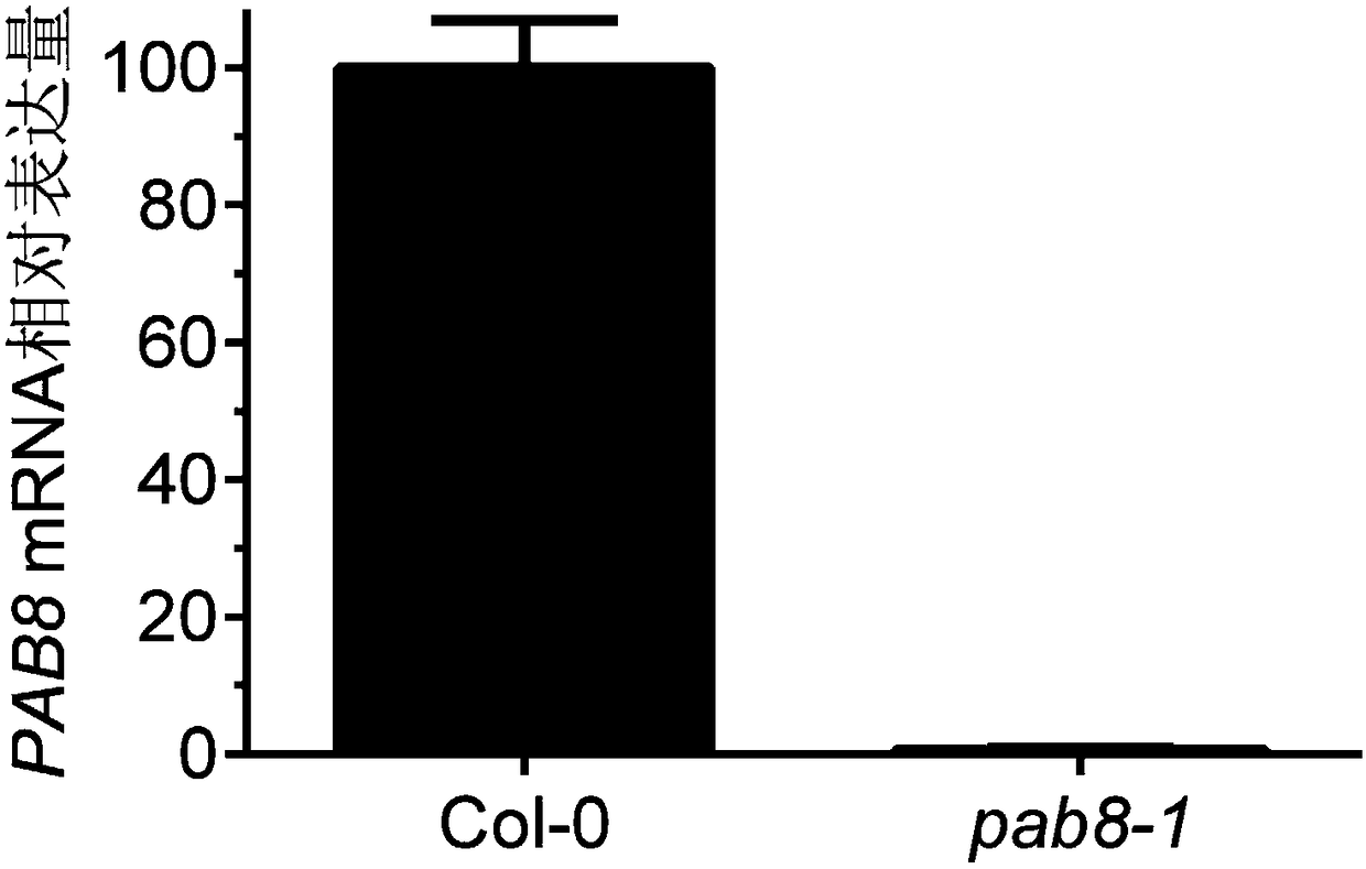 A method for increasing plant tolerance to NACL by downregulating Pab4 and Pab8