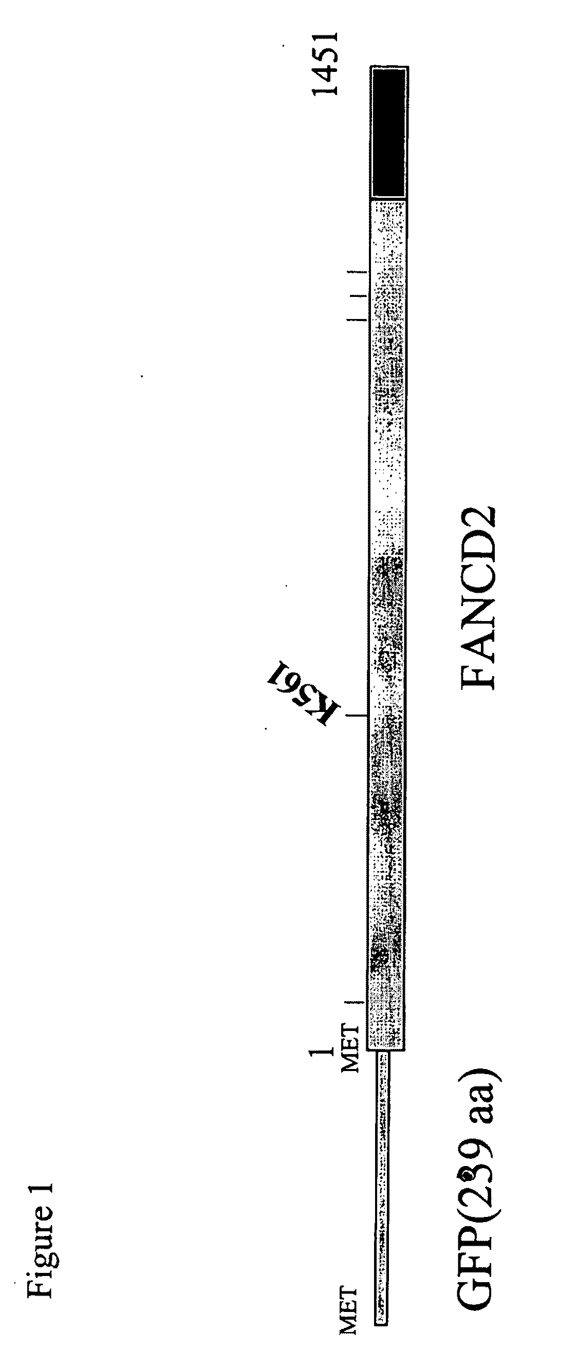 Method for determination and quantification of radiation or genotoxin exposure