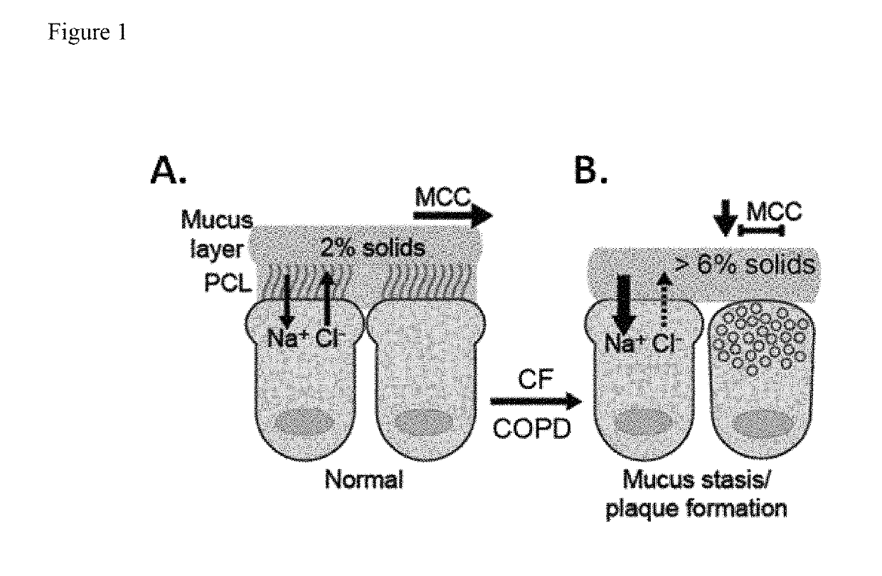 Prodrugs of dithiol mucolytic agents