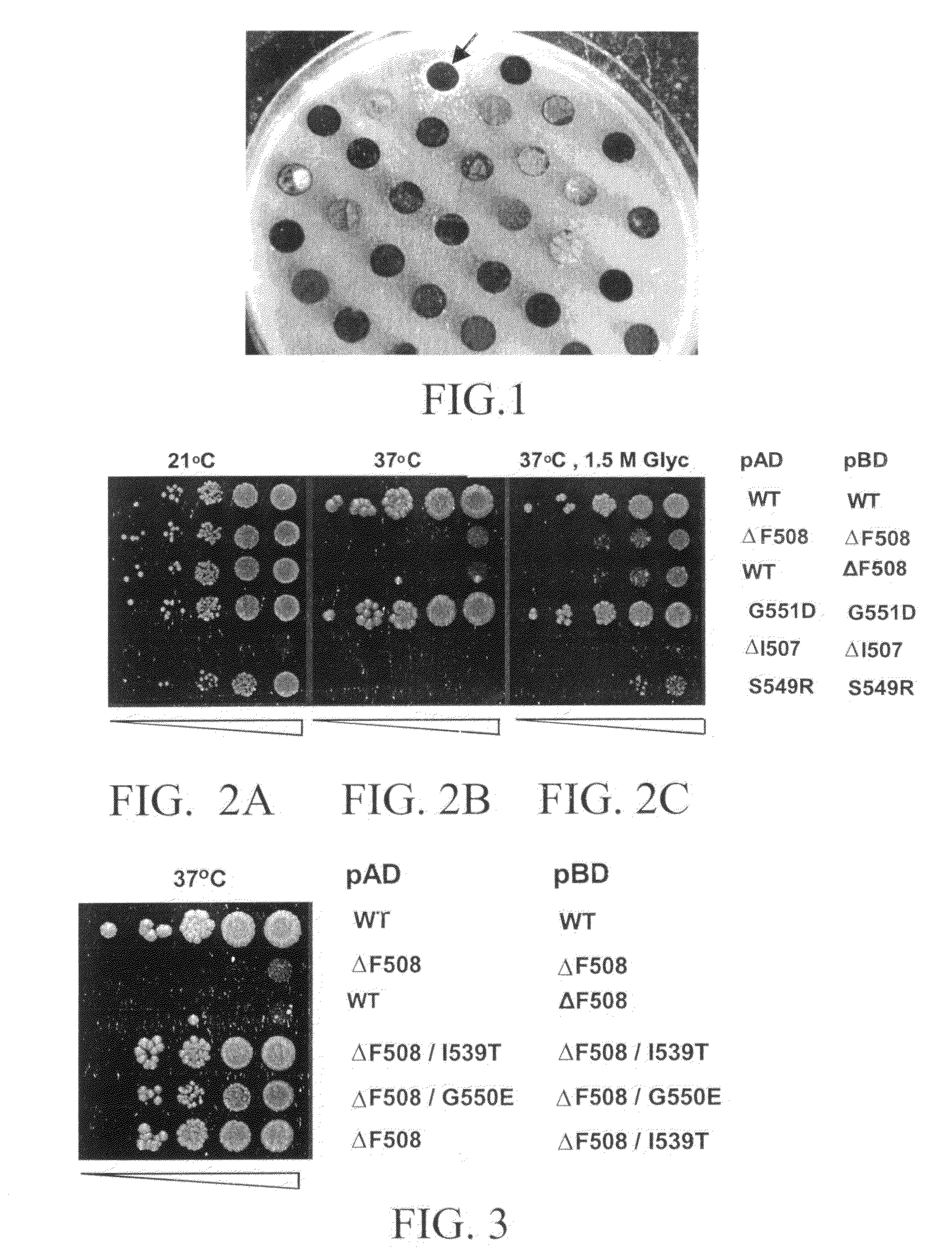 Materials and methods for detecting interaction of CFTR polypeptides