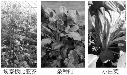 Molecular marker for identifying A10 and C07 chromosome segregation conditions of interspecific hybrids of Chinese cabbages and brassica carinata, and progeny materials of interspecific hybrids