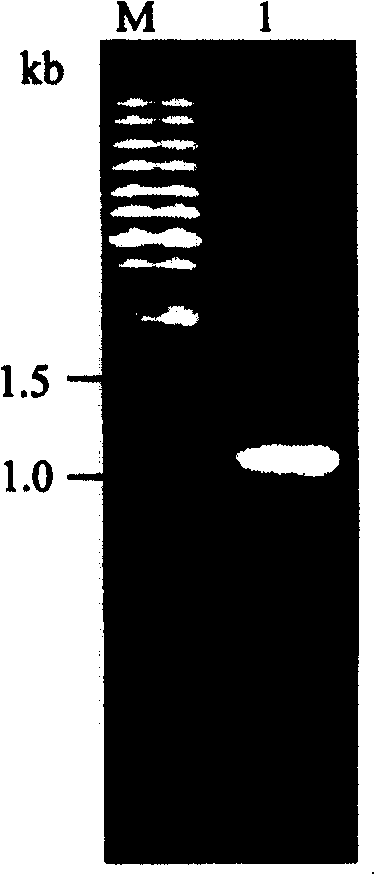 Tomato RNA virus host factor and its coding gene and use thereof