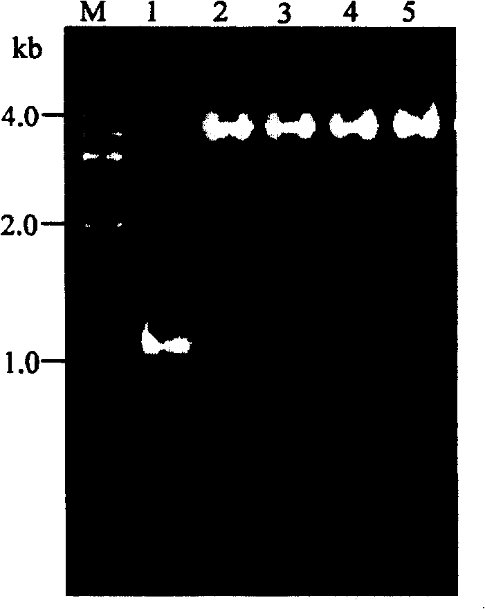 Tomato RNA virus host factor and its coding gene and use thereof