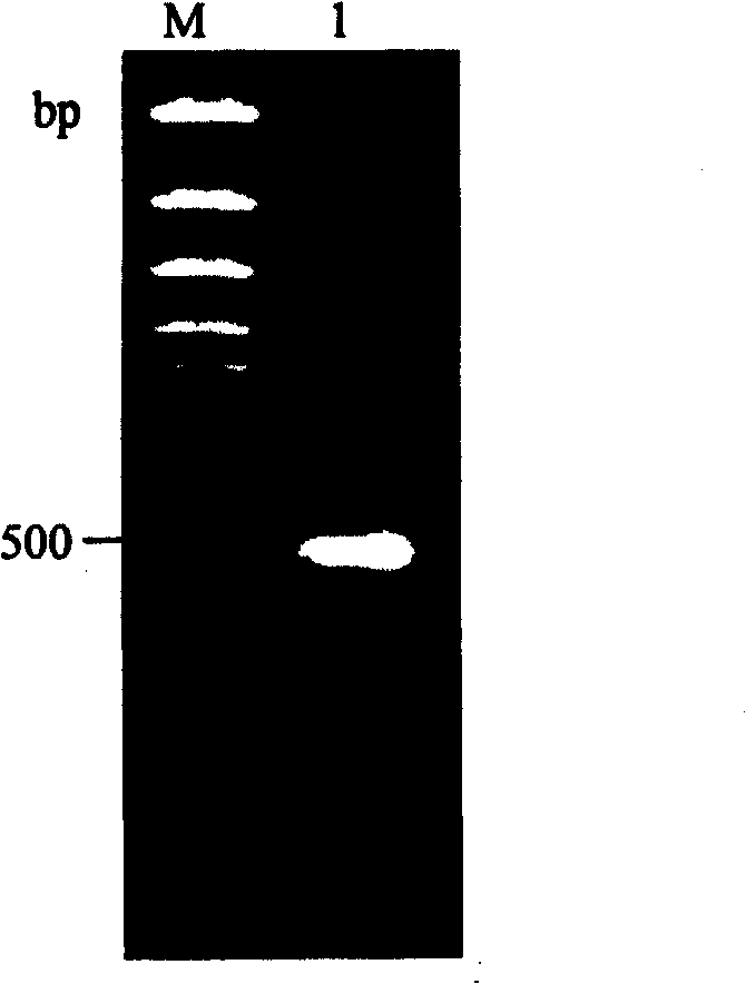 Tomato RNA virus host factor and its coding gene and use thereof