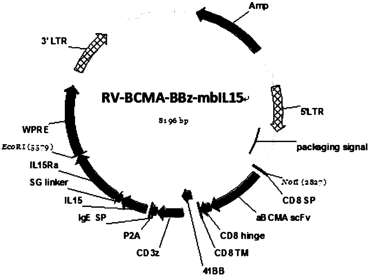 Chimeric antigen receptor targeting novel BCMA (B-cell maturation antigen) and application thereof