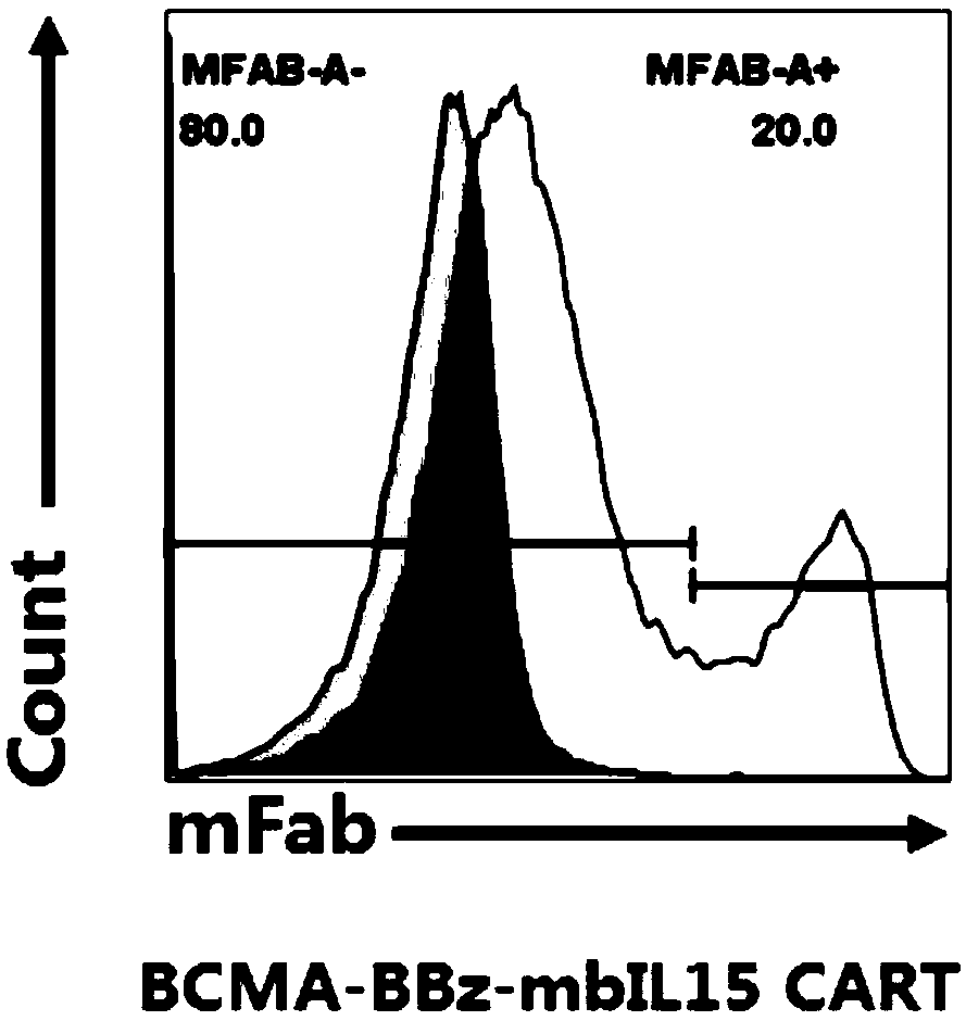 Chimeric antigen receptor targeting novel BCMA (B-cell maturation antigen) and application thereof