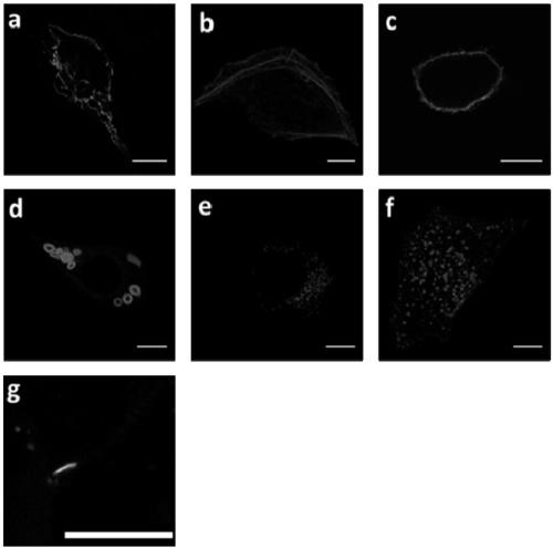 Fluorescent protein, and preparation method and application thereof