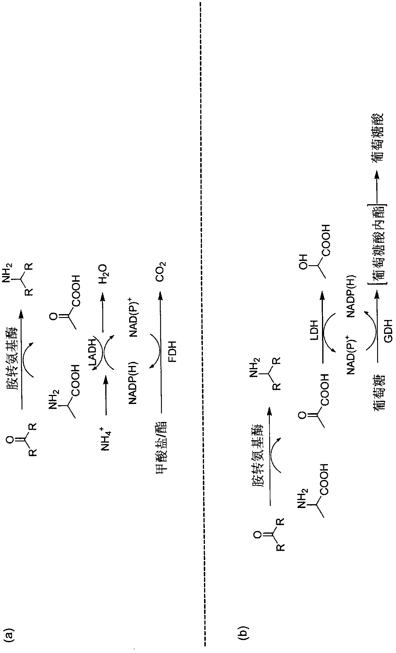 Enzymatic transamination of cyclopamine analogs