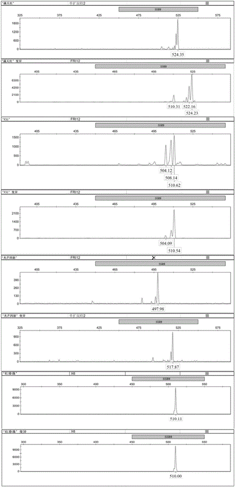 Method for detecting phalaenopsis amabilis mutants