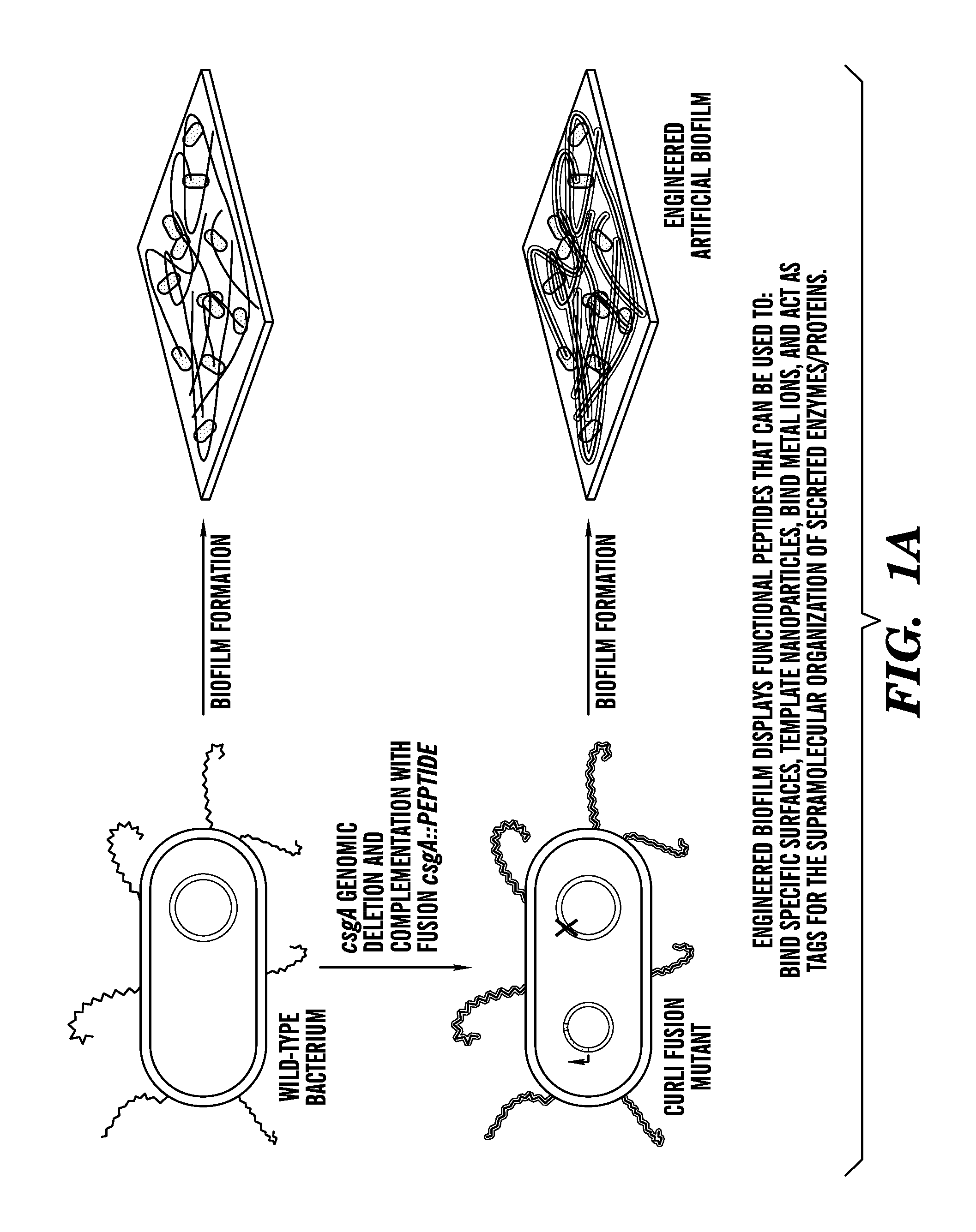 Genetic Reprogramming of Bacterial Biofilms