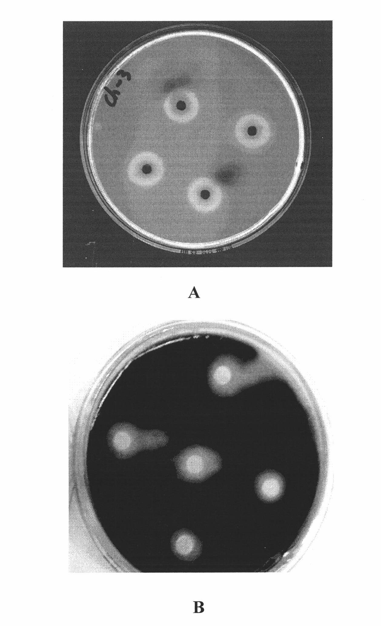 Method for preparing low-temperature neutral lipase by using Geotrichum candidum