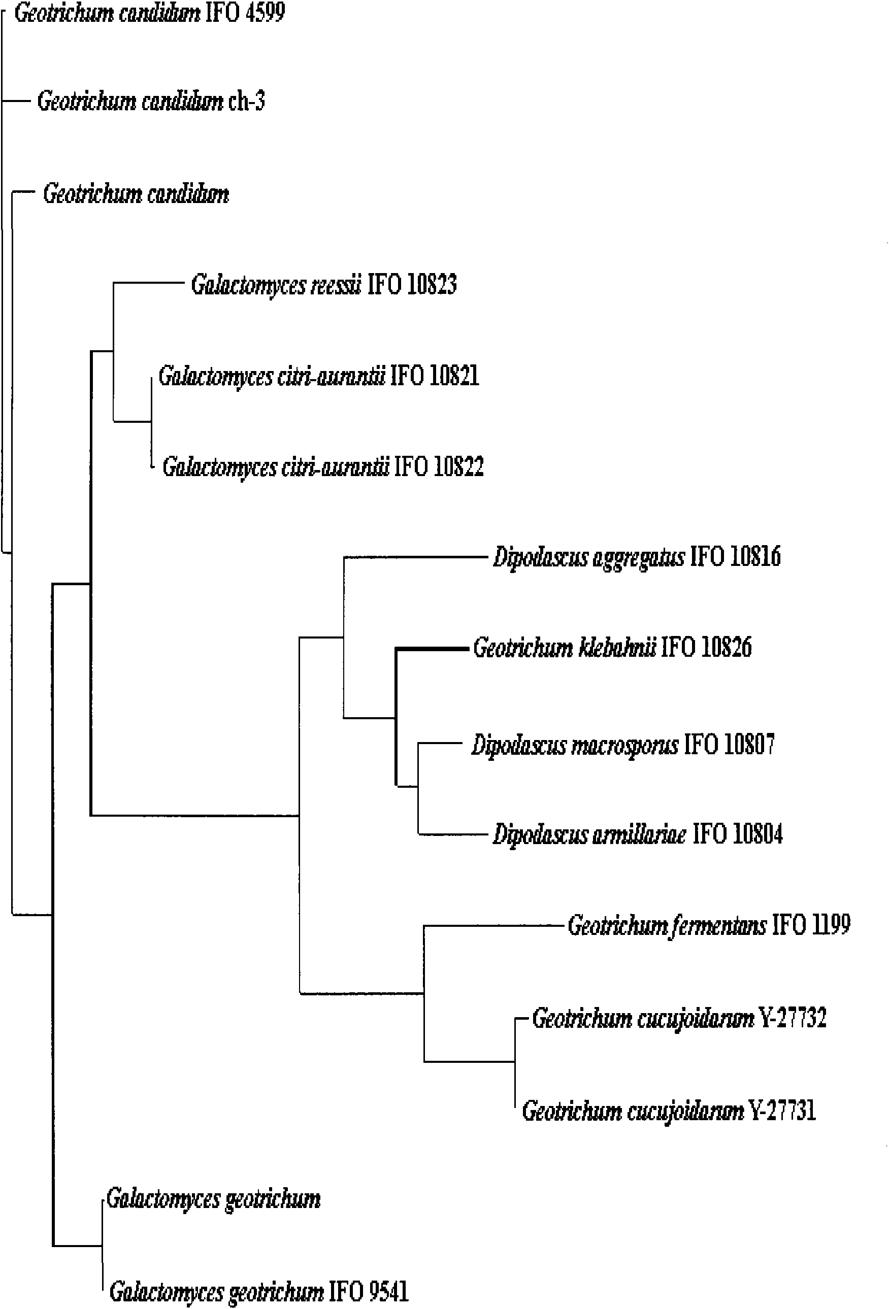 Method for preparing low-temperature neutral lipase by using Geotrichum candidum