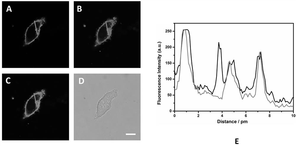 A fluorescent probe targeting cell membrane surface GABA receptor and its preparation method and application