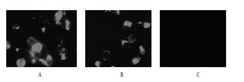 Porcine pseudorabies virus resisting hybridoma cell line, preparation method thereof, monoclonal antibody and application thereof