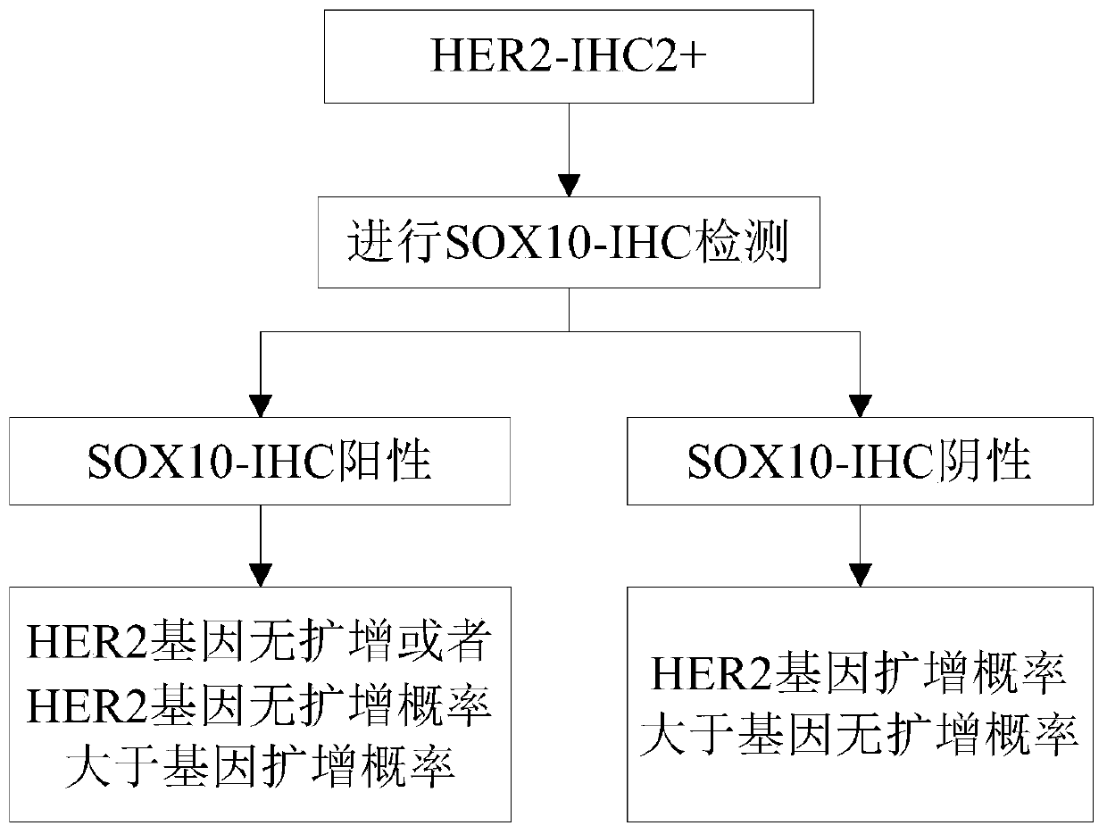 Method for predicting HER2 gene amplification state of breast cancer HER2 immunohistochemical 2 + samples