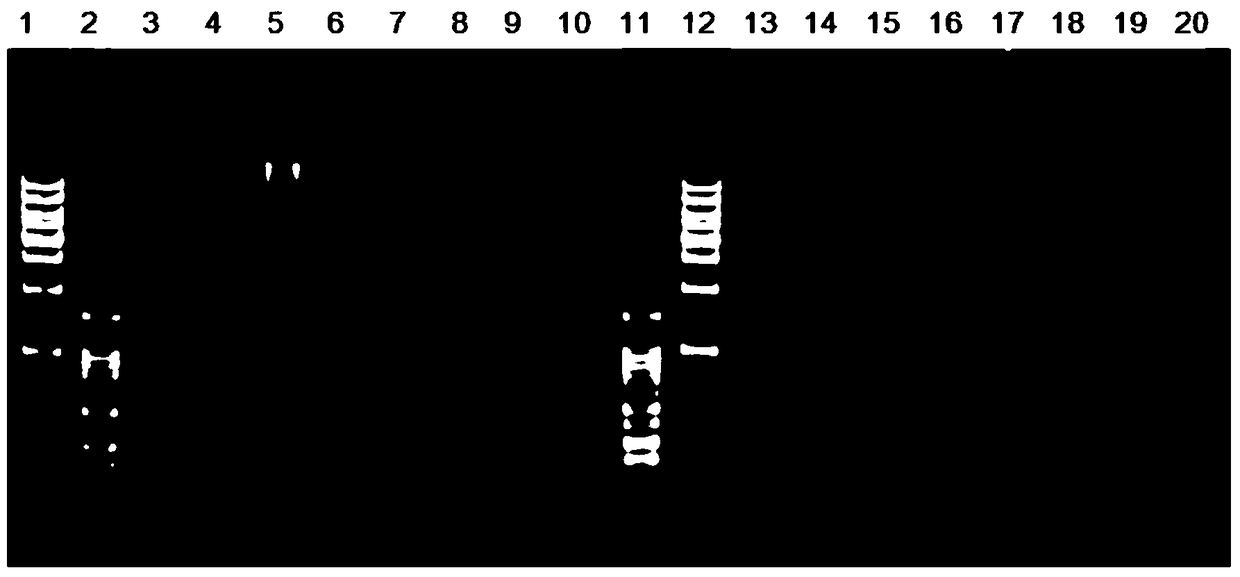 Method for Determining Sequencing Digestion Combination in Sequencing Genotyping Technology