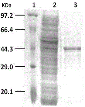 5-enolpyruvylshikimate-3-phosphate synthase gene derived from thermotoga maritima and application of gene