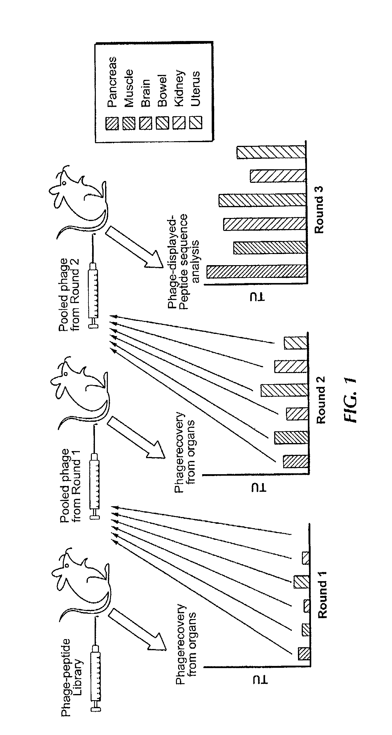 Compositions and methods related to synchronous selection of homing peptides for multiple tissues by in vivo phage display