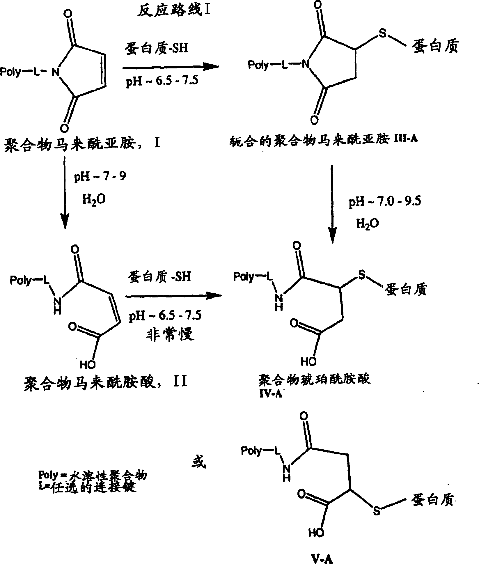 Maleamic acid polymer derivatives and their bioconjugates