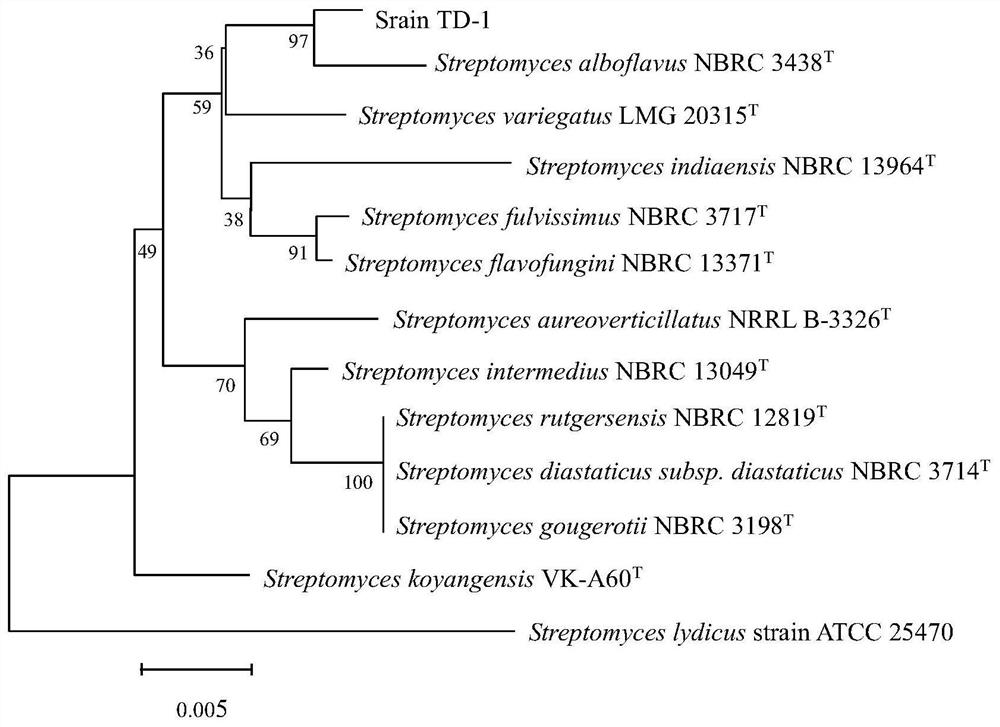 A kind of Streptomyces alboflavinum and the method and application of using the microorganism to prepare biocontrol microbial agent