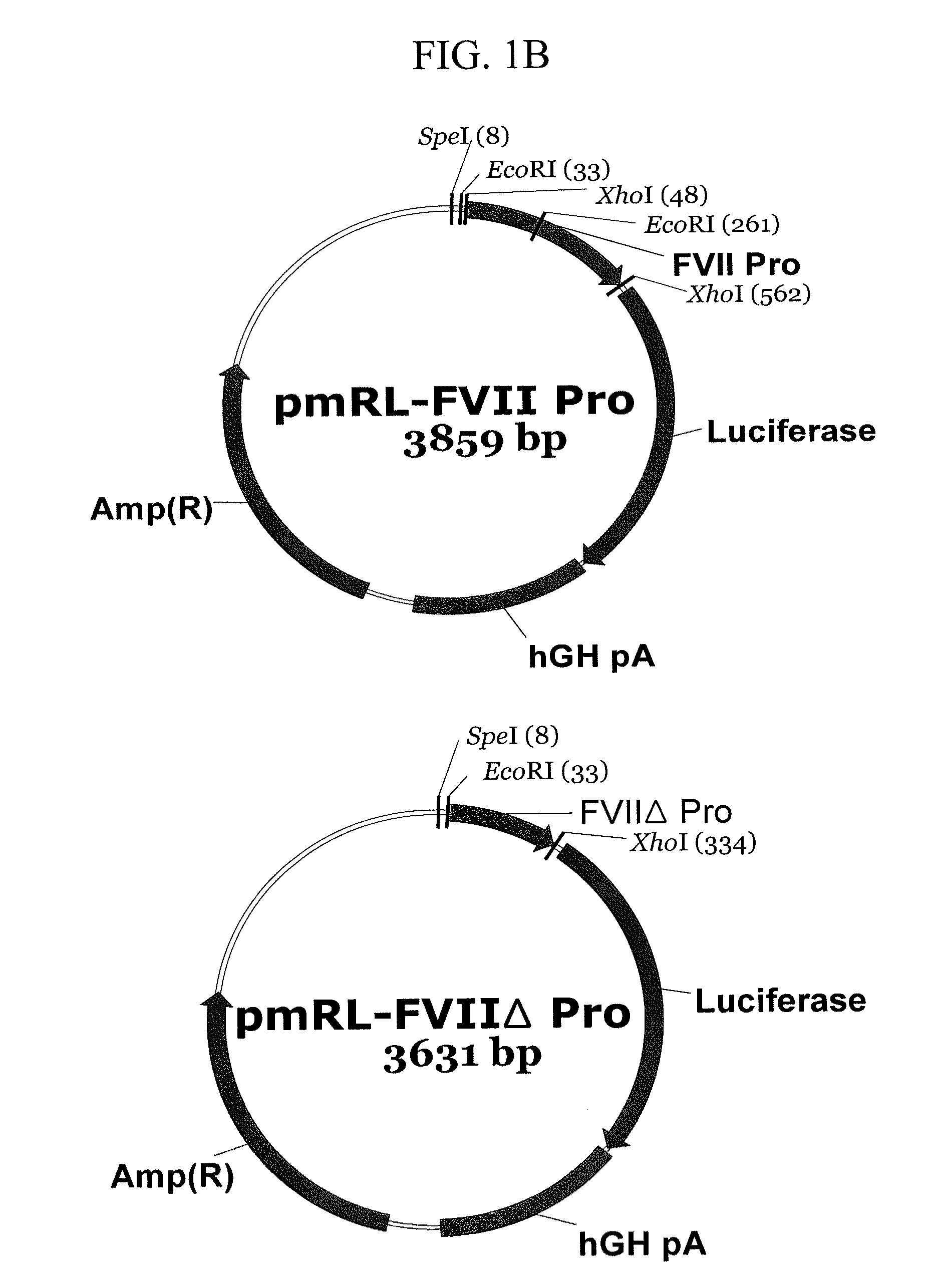 Expression vector suitable for expression of a coding sequence for gene therapy