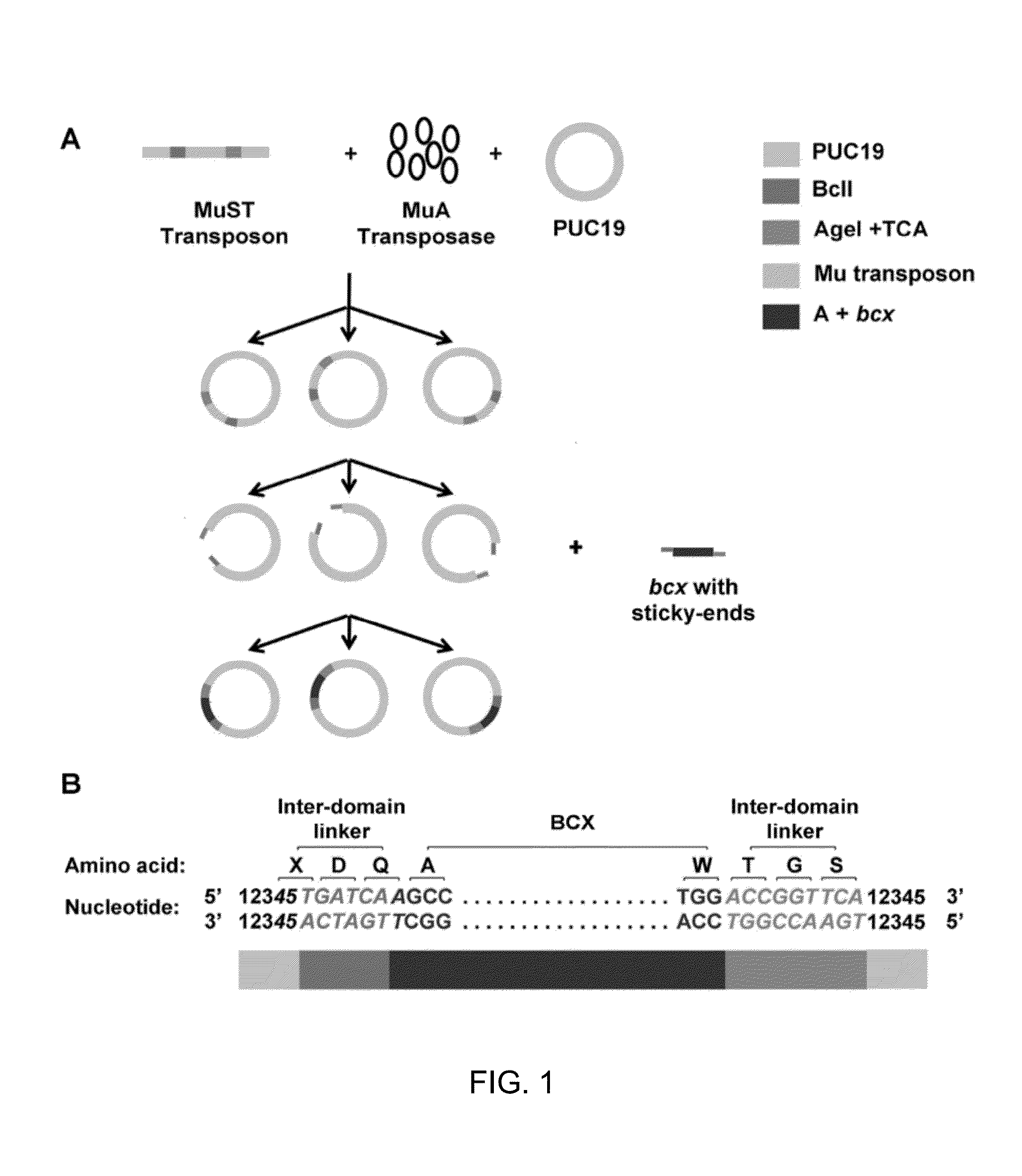 Engineered transposon for facile construction of a random protein domain insertion library