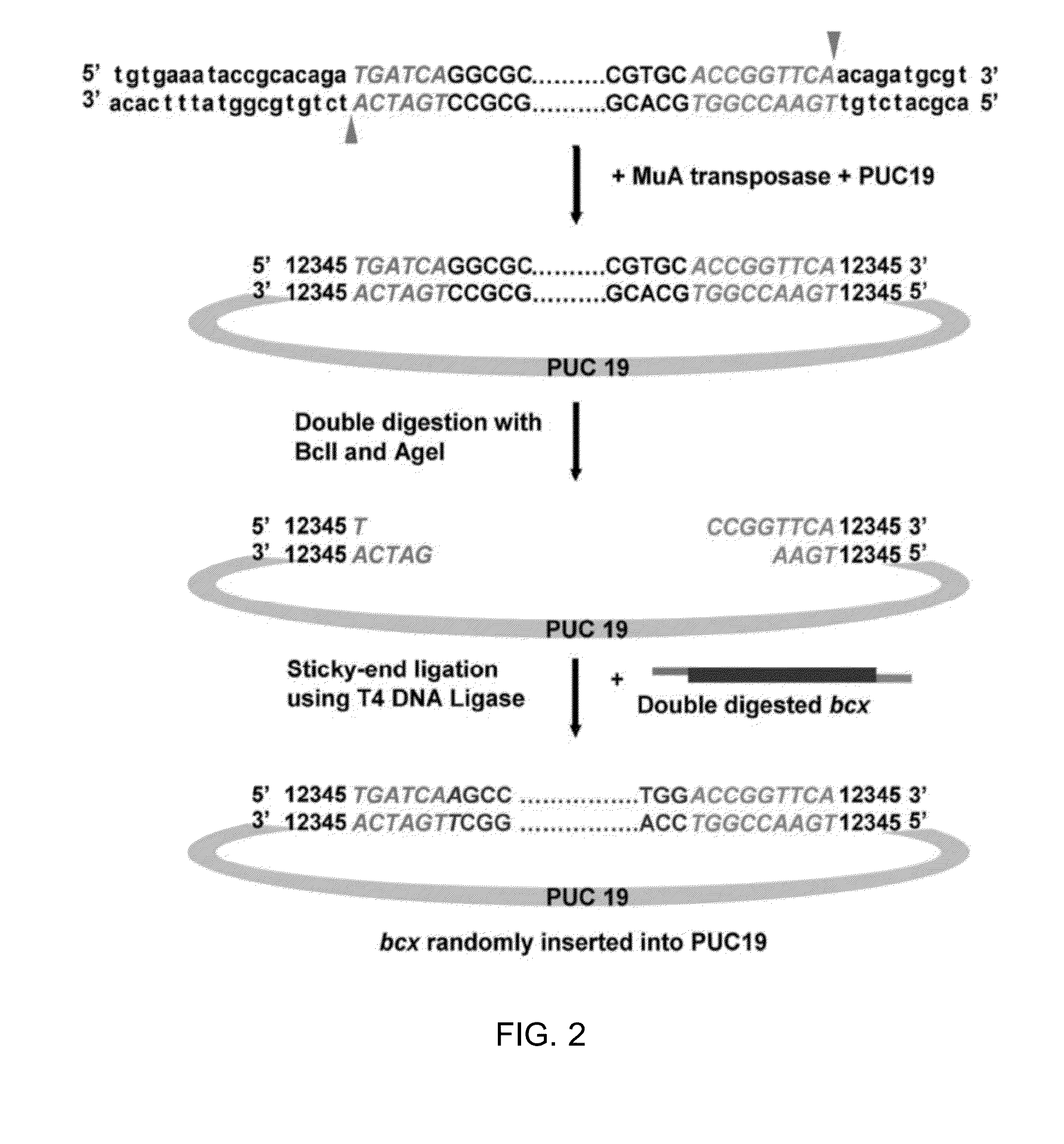 Engineered transposon for facile construction of a random protein domain insertion library