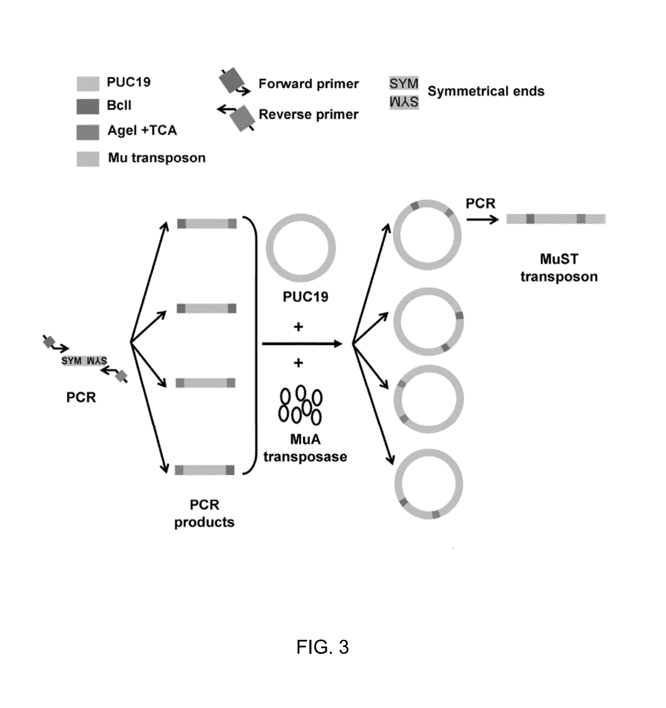 Engineered transposon for facile construction of a random protein domain insertion library