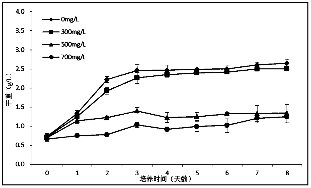 A method for improving the tolerance and degradation rate of chlorella to phenol