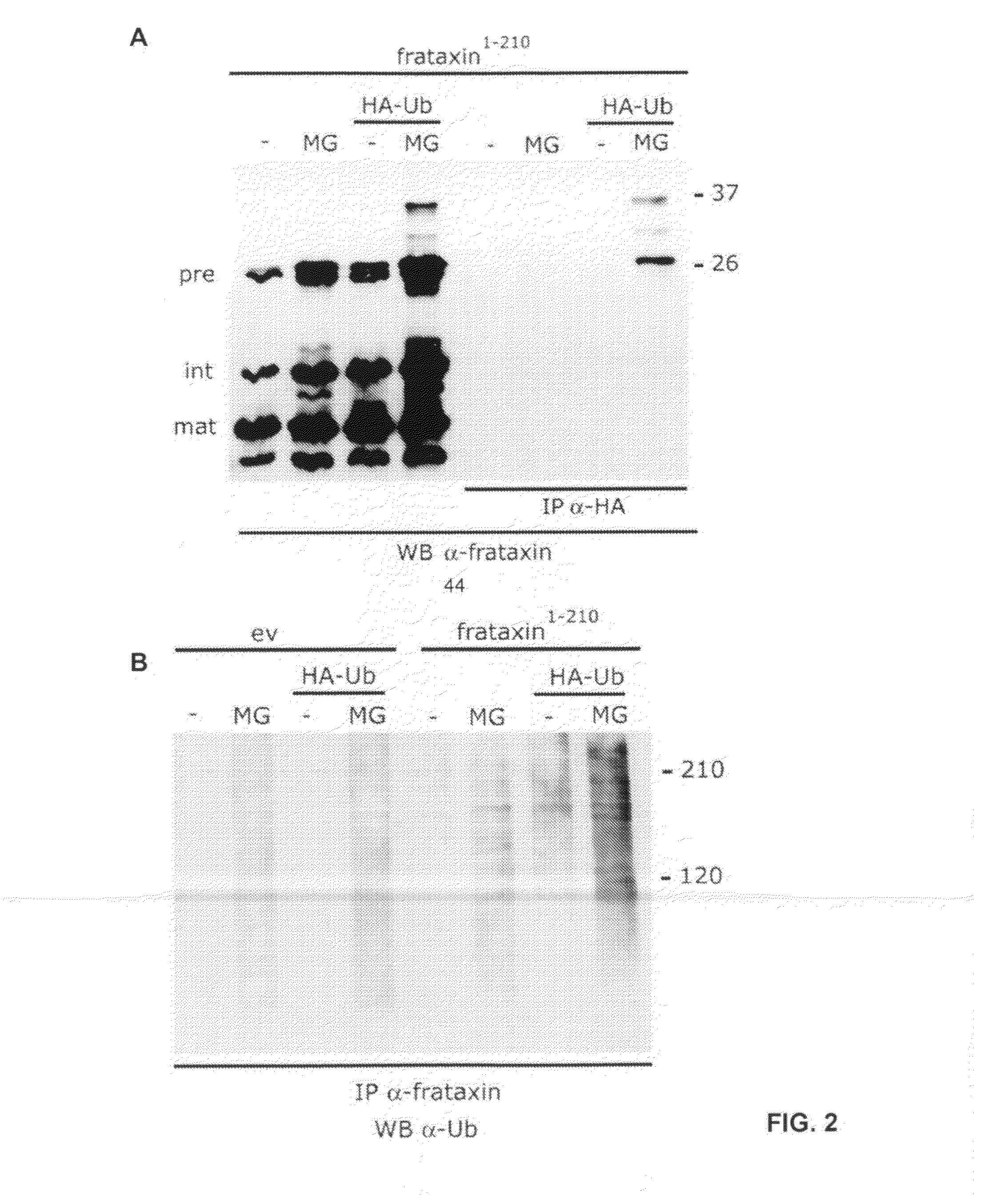 Compositions and methods for treating friedreich's ataxia