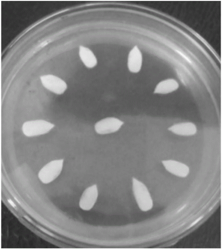Method for establishing efficient regeneration system for lagenaria siceraria by taking cotyledonary nodes as explants