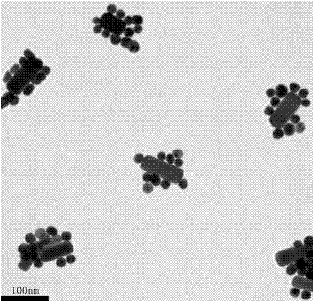 Preparation method and application of functional photoacoustic probe based on assembly of gold nanoparticles