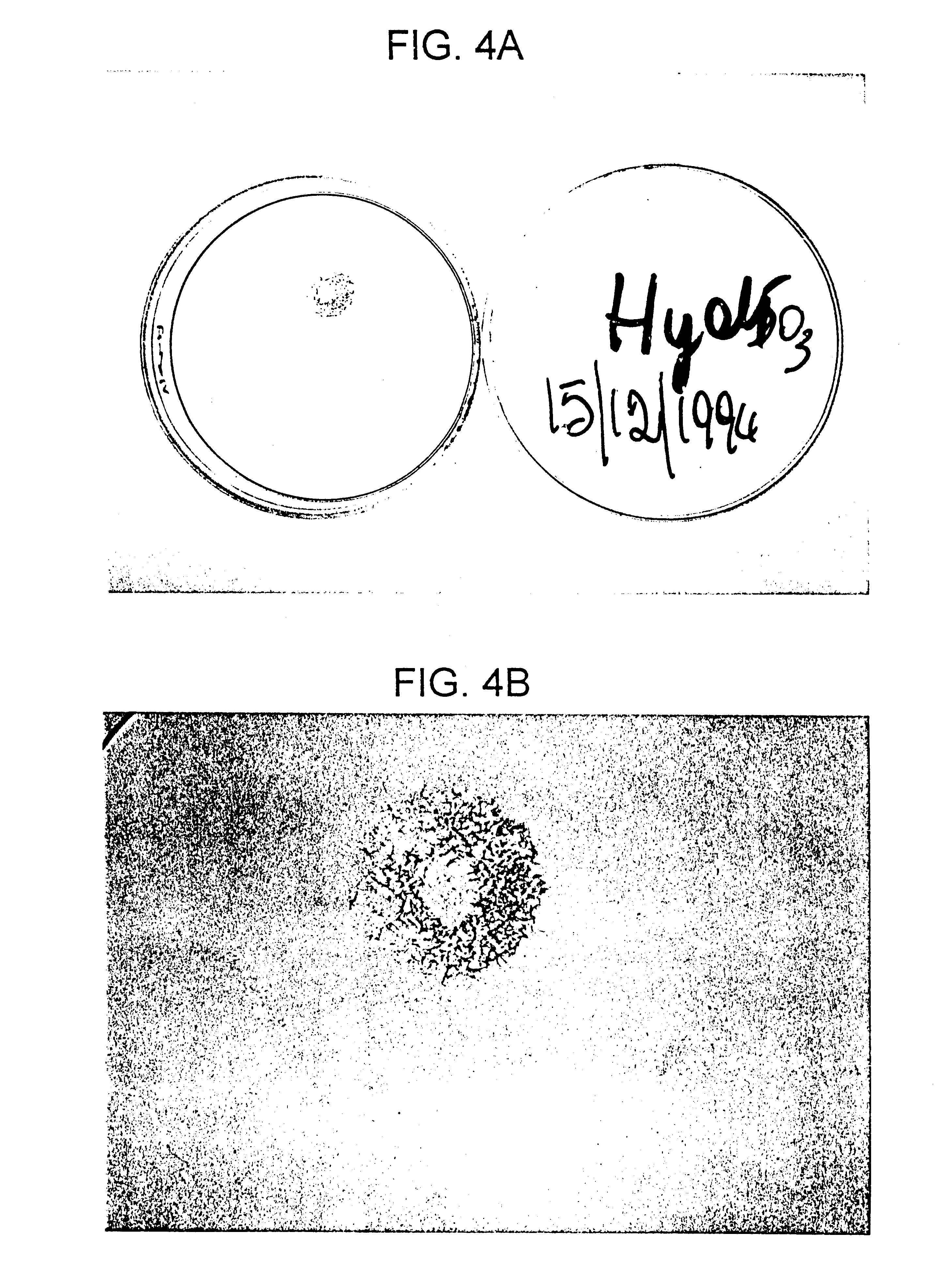 Sulfated hyaluronic acid and esters thereof