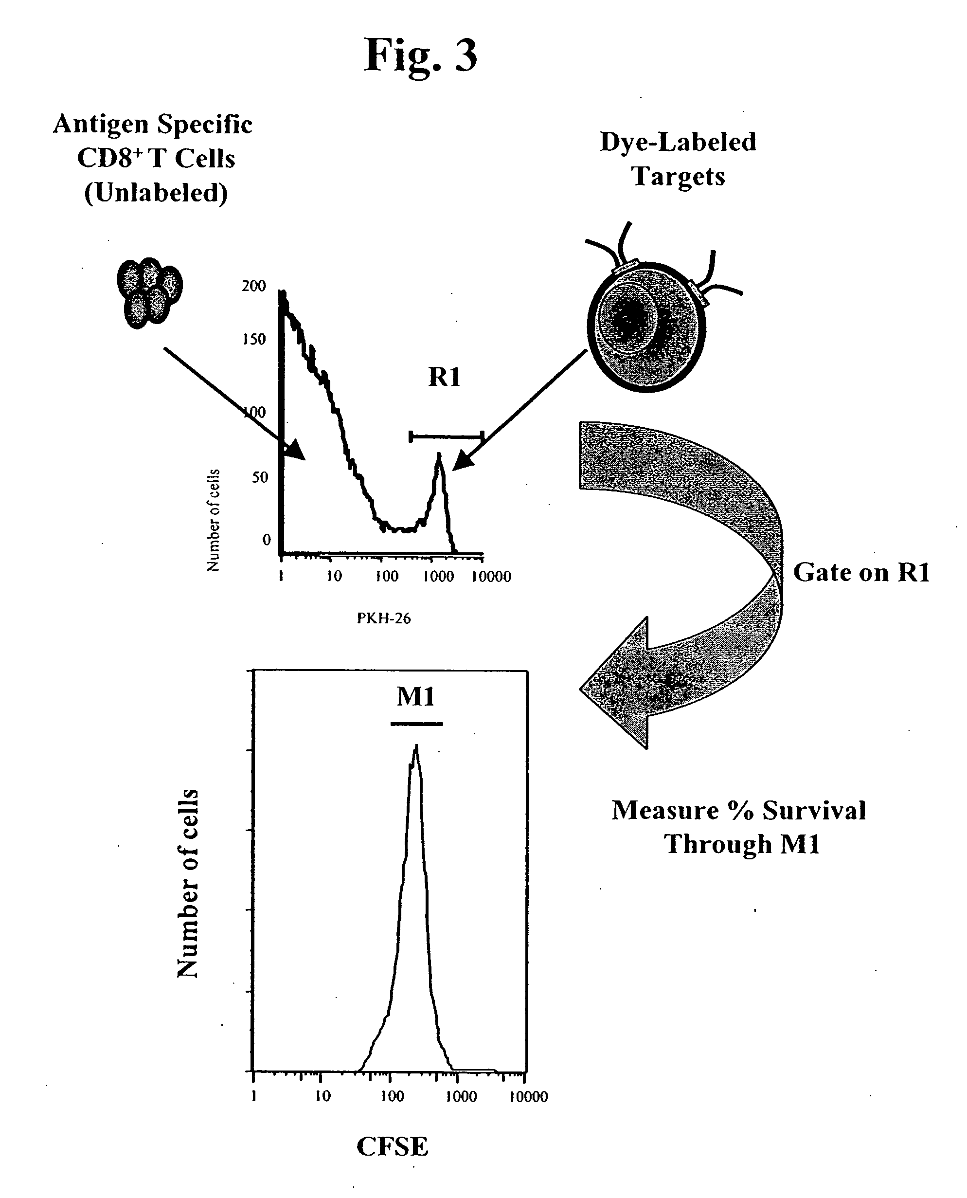 MHC bridging system for detecting CTL-mediated lysis of antigen presenting cells