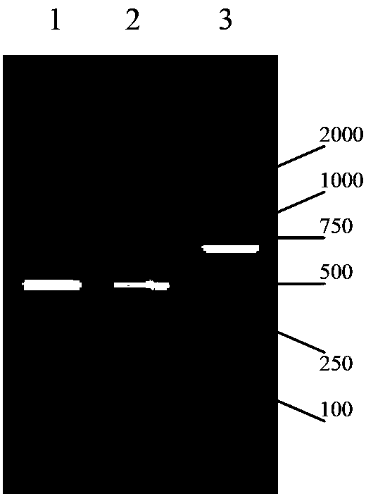 In Vivo Imaging Tracing System of Vaccinia Virus and Its Application