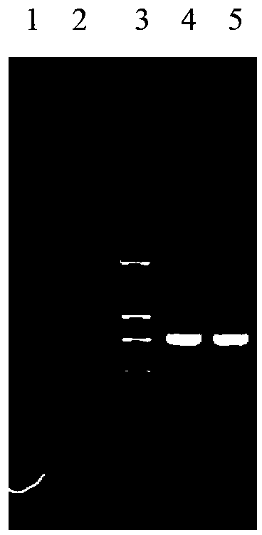 In Vivo Imaging Tracing System of Vaccinia Virus and Its Application