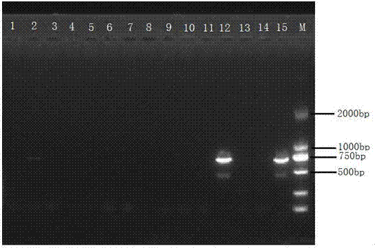 Nucleotide specific to legionella pneumophila O12 type wzm and wecA genes and application of nucleotide