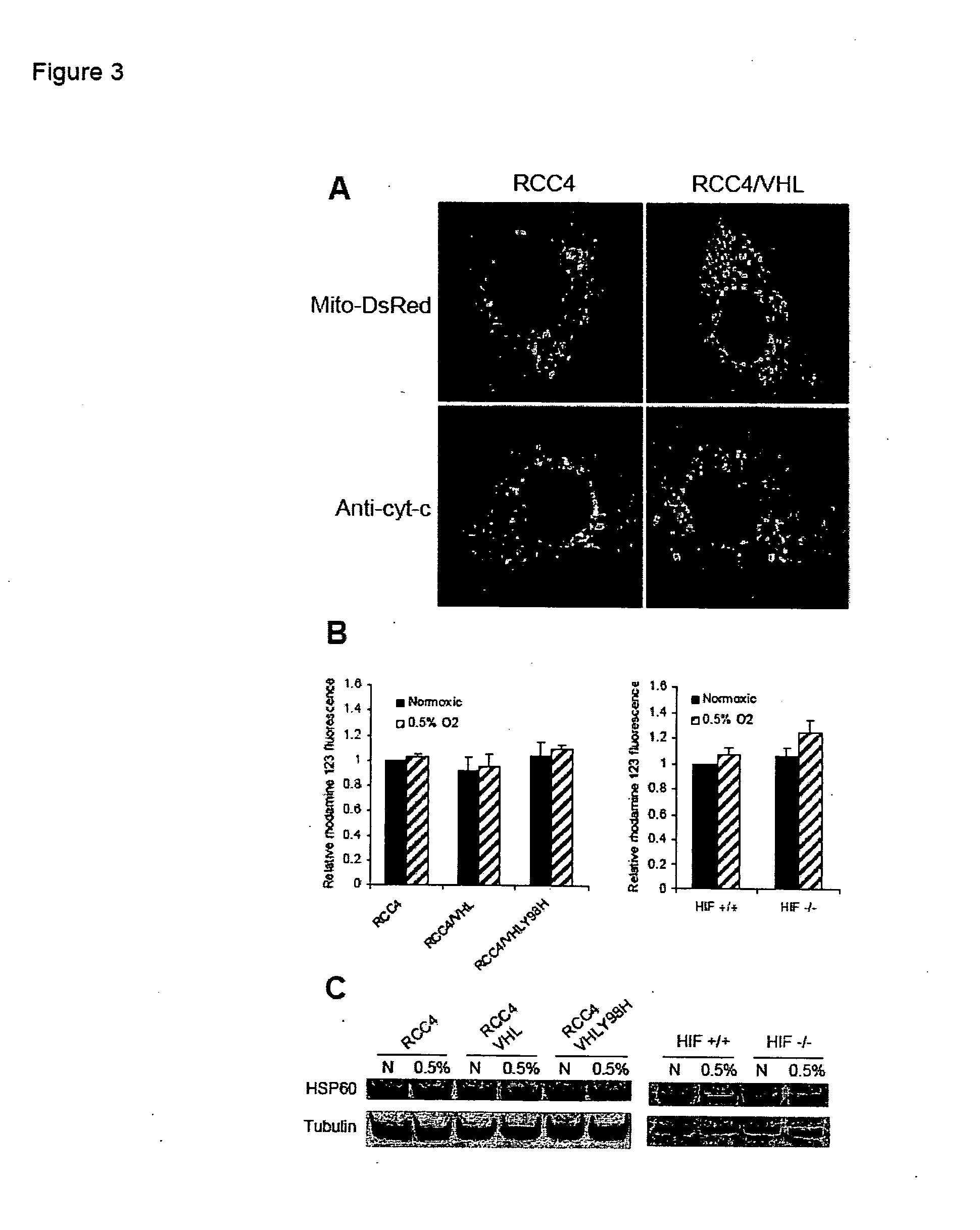 Modulation of mitochondrial oxygen consumption for therapeutic purposes