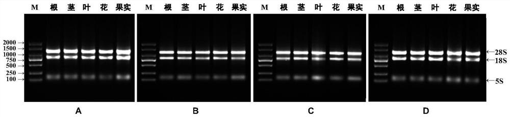 Method for extracting total RNA (Ribonucleic Acid) from rose plant tissues