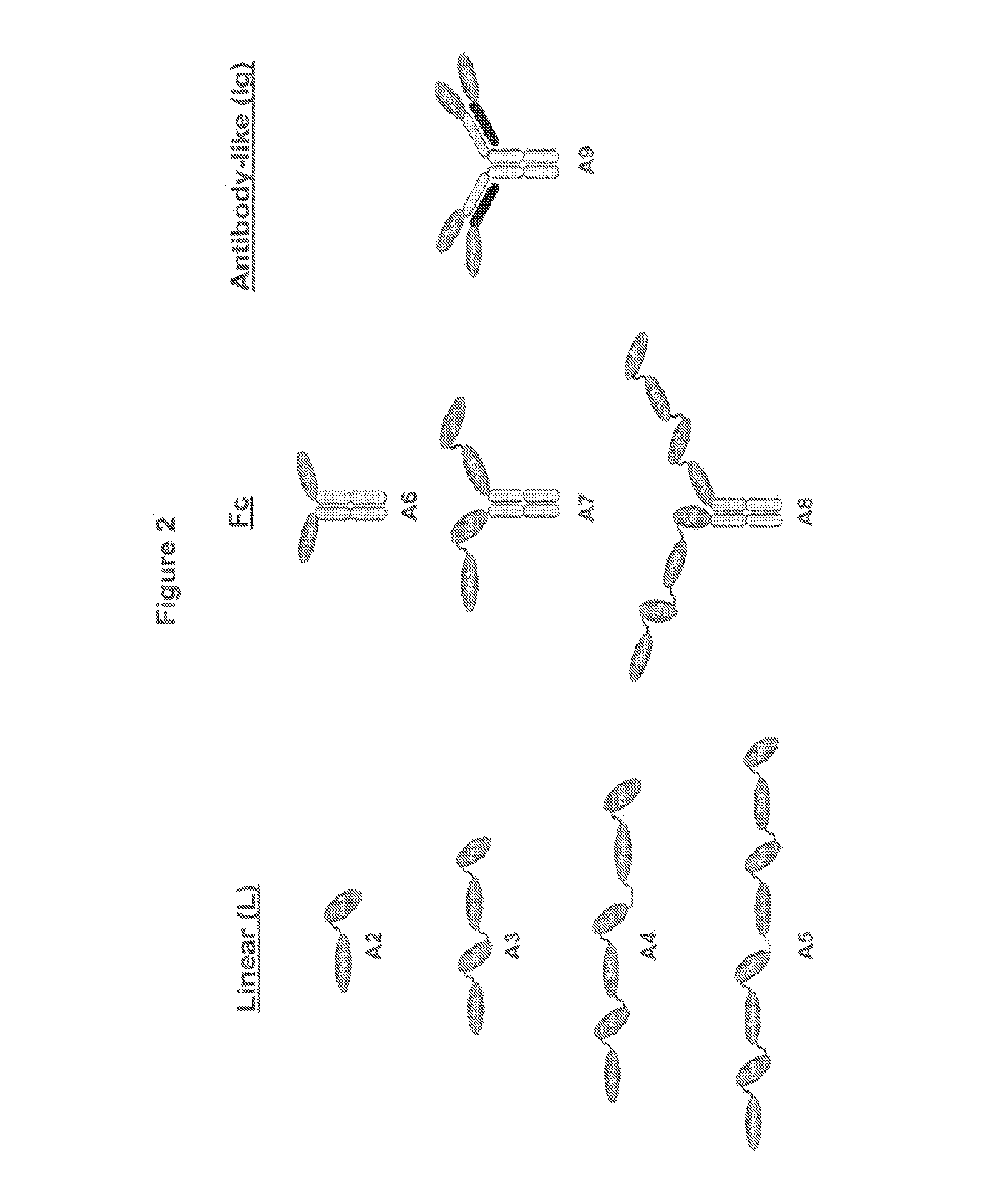 Fibronectin type iii domain-based multimeric scaffolds