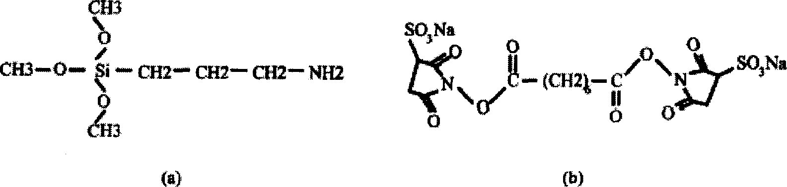 Analeptic rapid testing biological chip and testing method