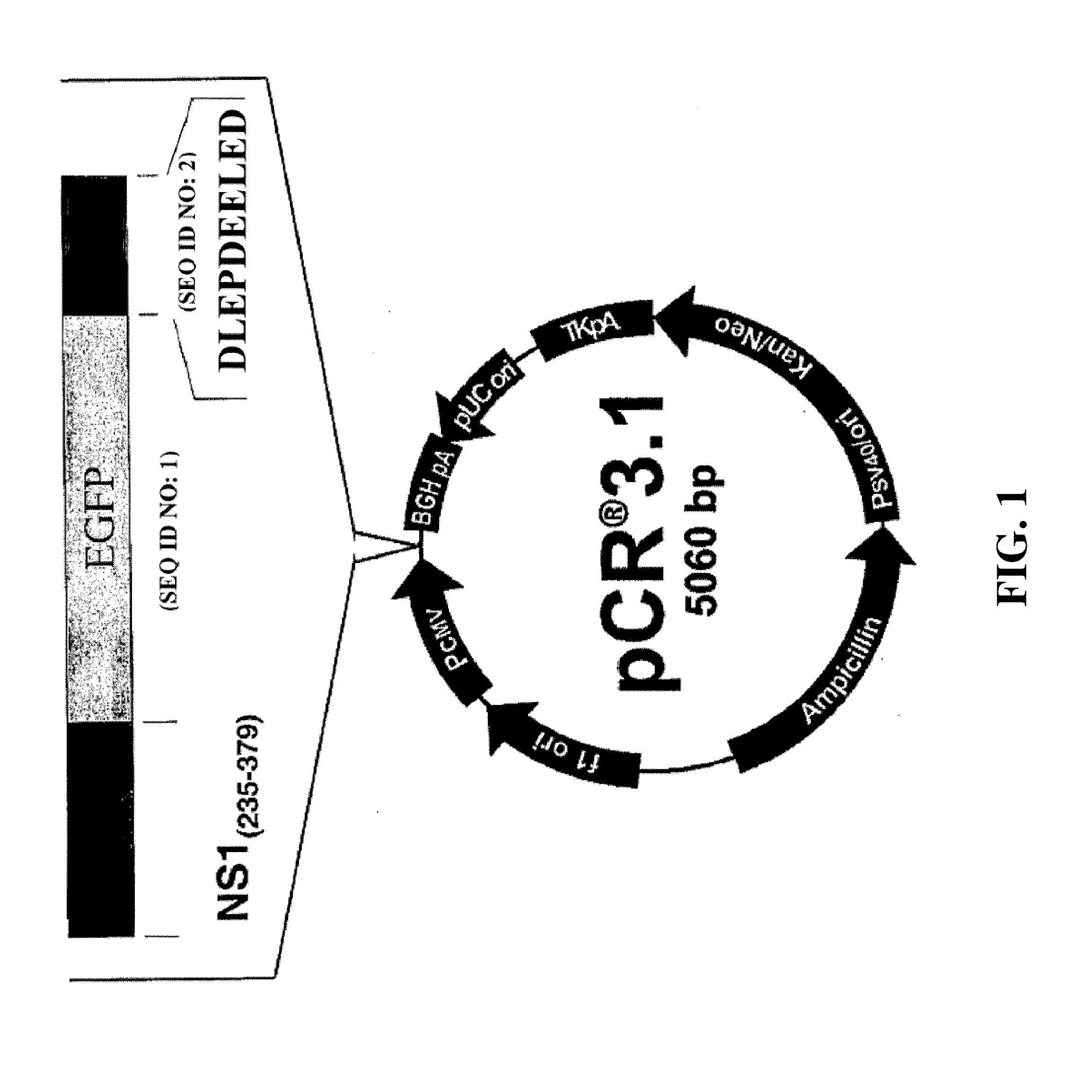 Fusion polypeptide suitable as a cytotoxin