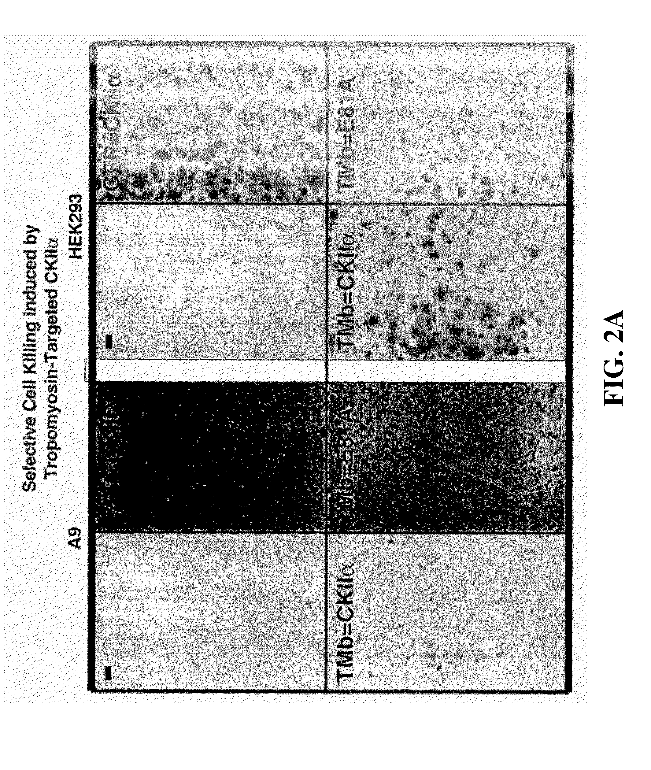 Fusion polypeptide suitable as a cytotoxin