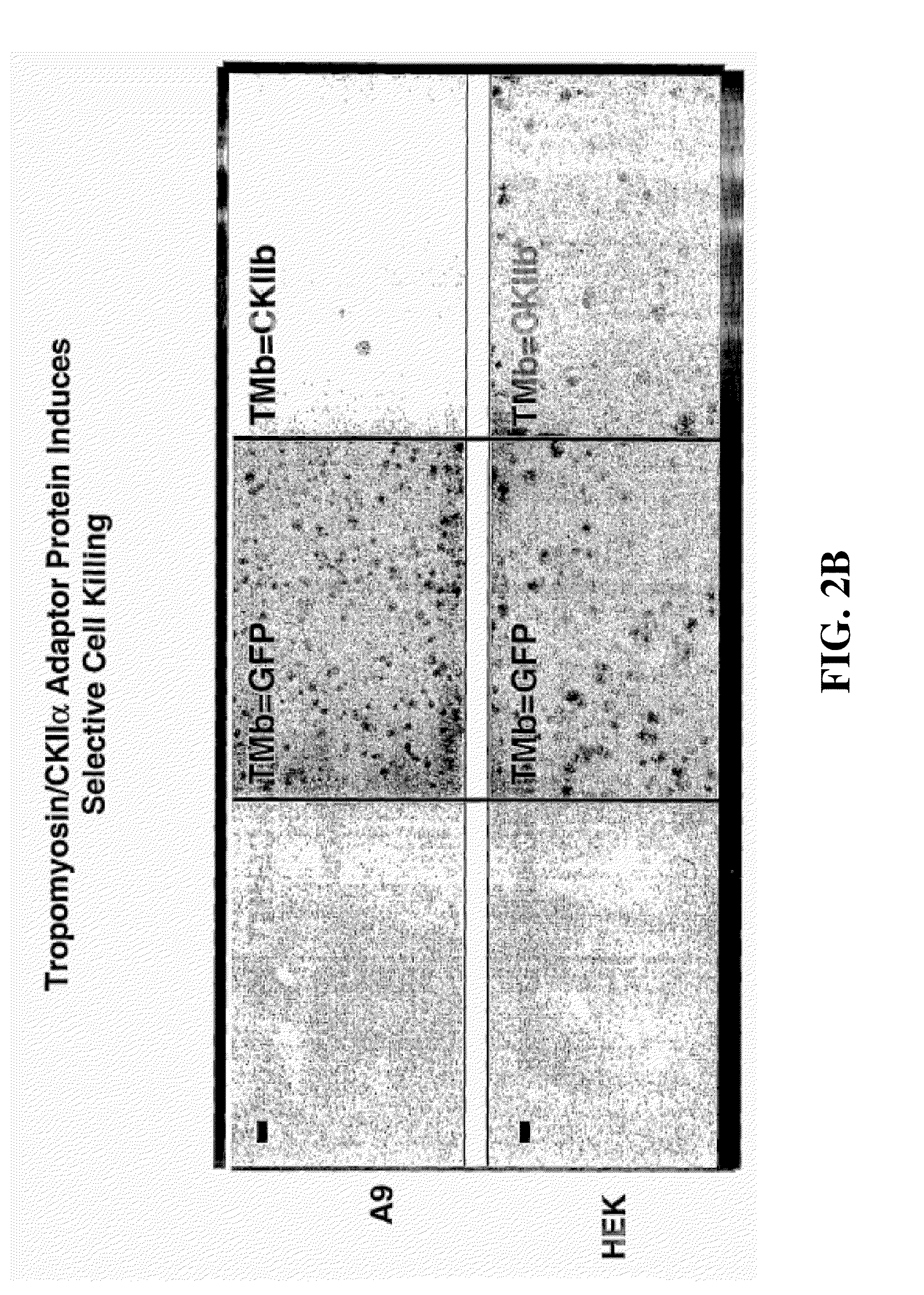 Fusion polypeptide suitable as a cytotoxin