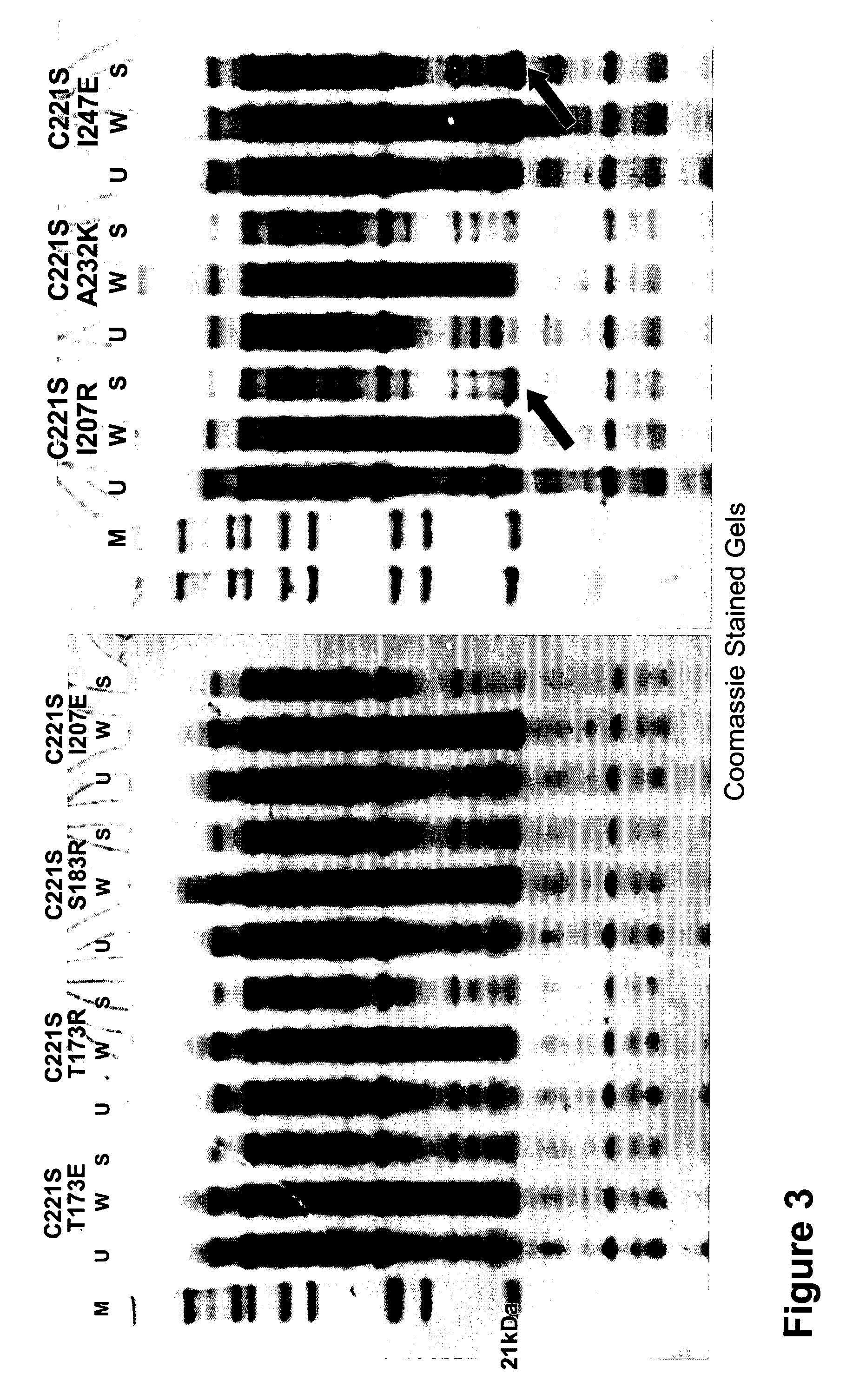 Variants of RANKL protein